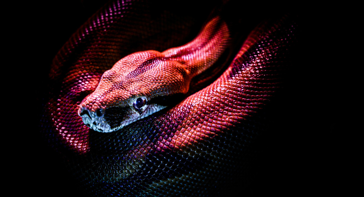 Serpiente. Foto: Unsplash