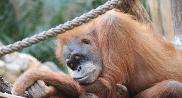 Orangután. Foto: Unsplash