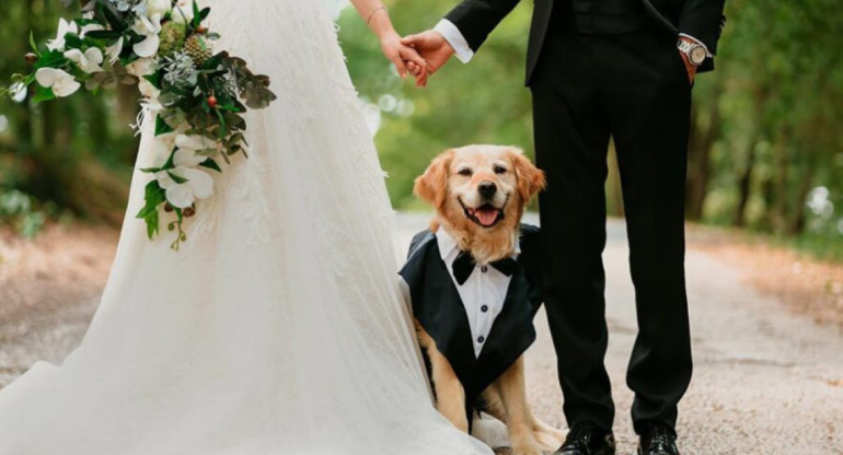 Los perros pueden ser testigos de boda. Foto: X.
