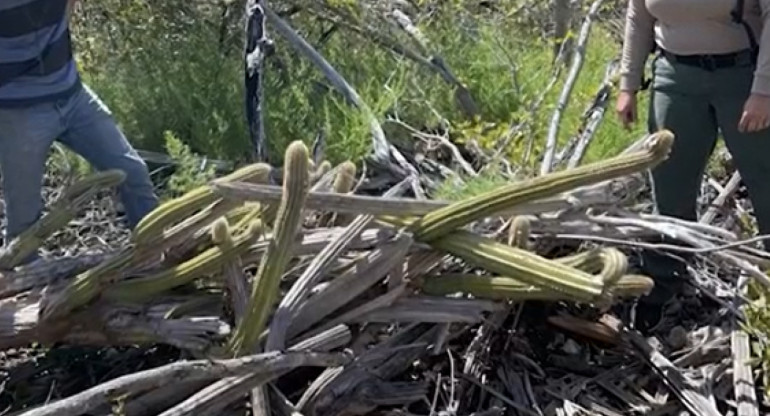 Una especie de cactus desaparece en EE.UU. Foto: captura de video.