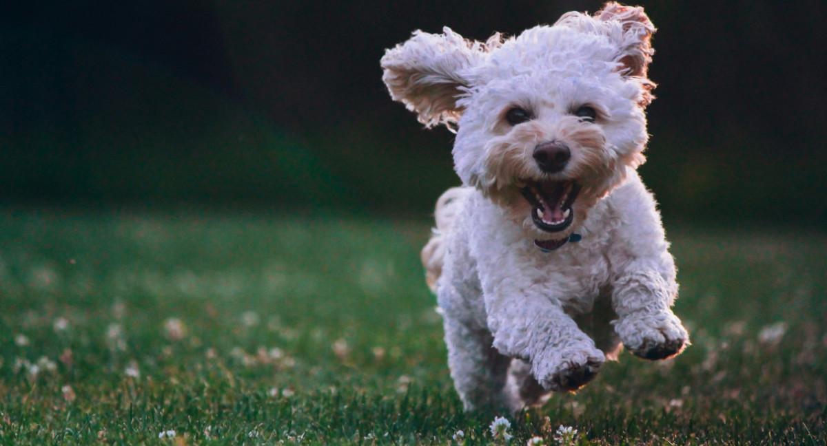 Perro. Foto Unsplash.