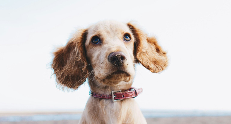 Perro. Foto Unsplash.