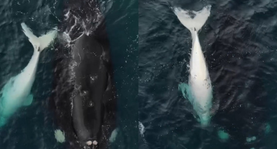 Un ballenato blanco y una ballena navegan juntos. Foto: captura video Instagram/agustinbaraschi
