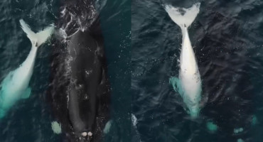 Un ballenato blanco y una ballena navegan juntos. Foto: captura video Instagram/agustinbaraschi