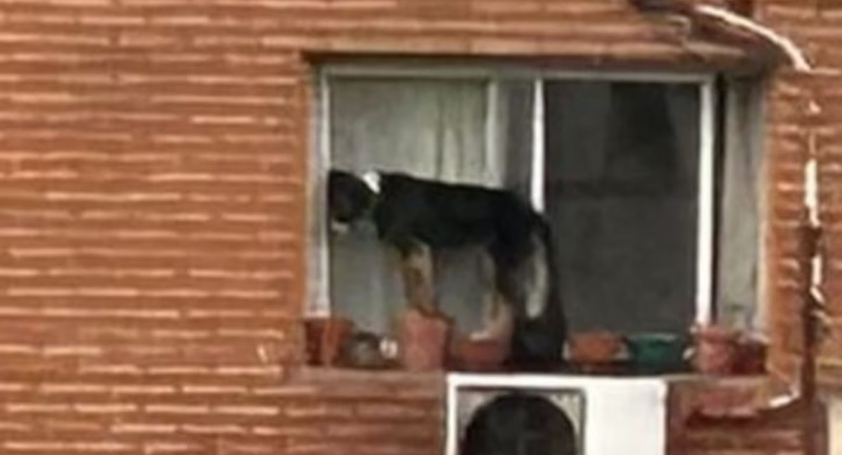 El perro pasó horas al borde de una ventana. Foto: X.