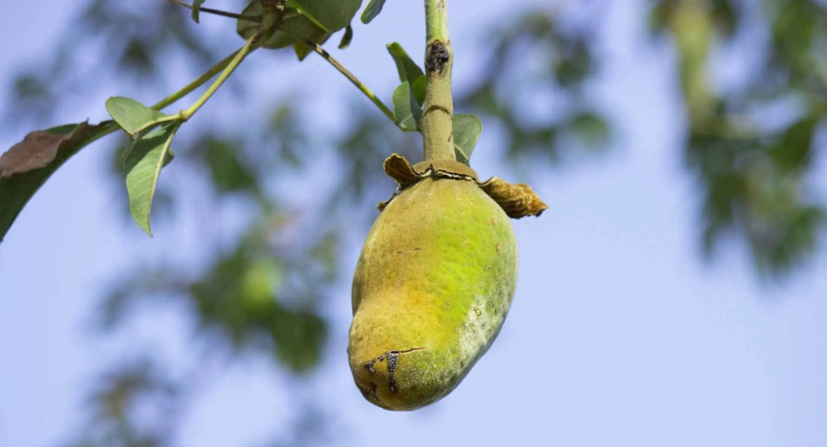 Baobab, fruto. Foto: X