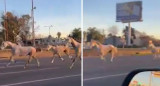 Caballos en la autopista Panamericana. Foto: captura de video.