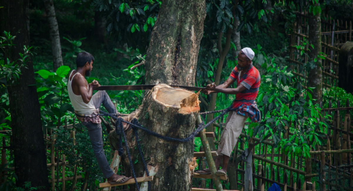 Animales, deforestación, contaminación. Foto: Unsplash