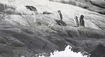 Pingüinos de Humboldt en Chile. Foto: EFE.