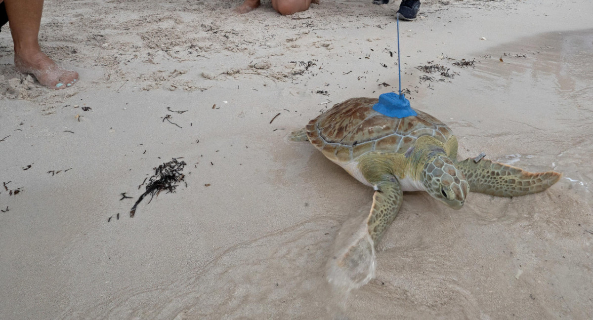 Liberan en los Cayos de Florida a una rehabilitada tortuga marina. Foto: EFE.