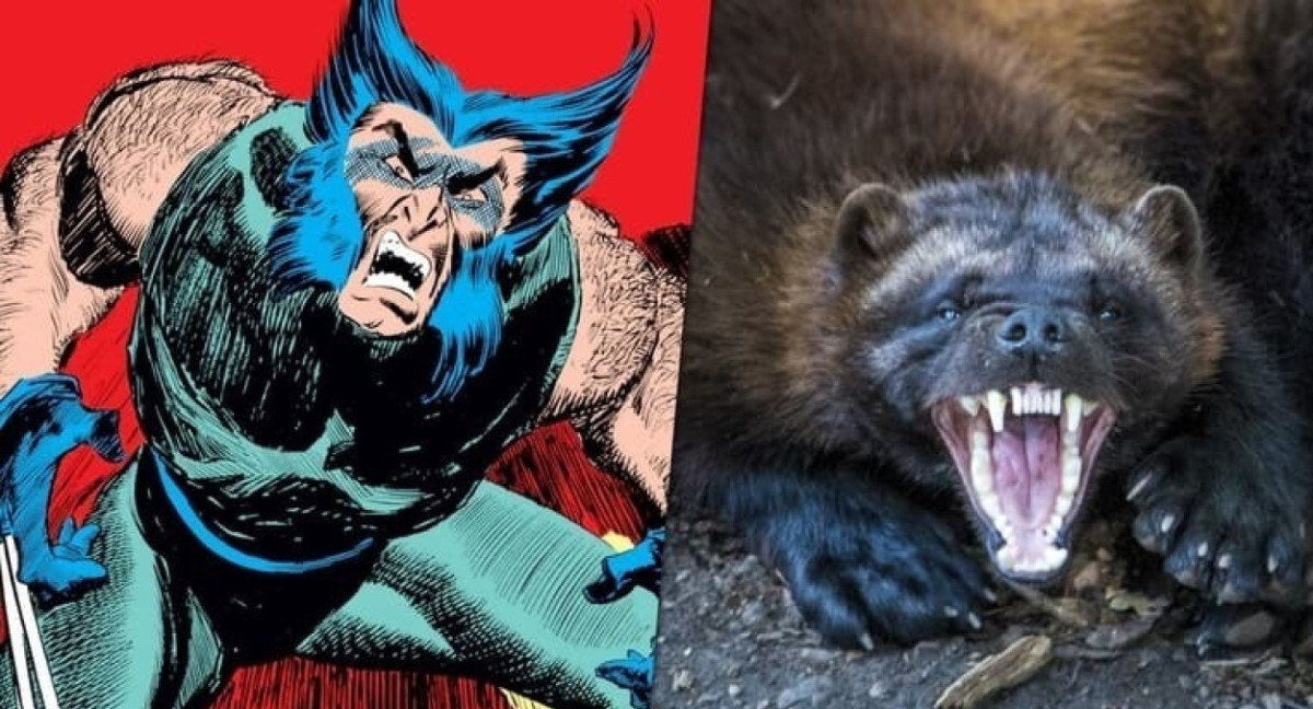 Wolverine fue inspirado en un animal en peligro de extinción. Fuente: Disney