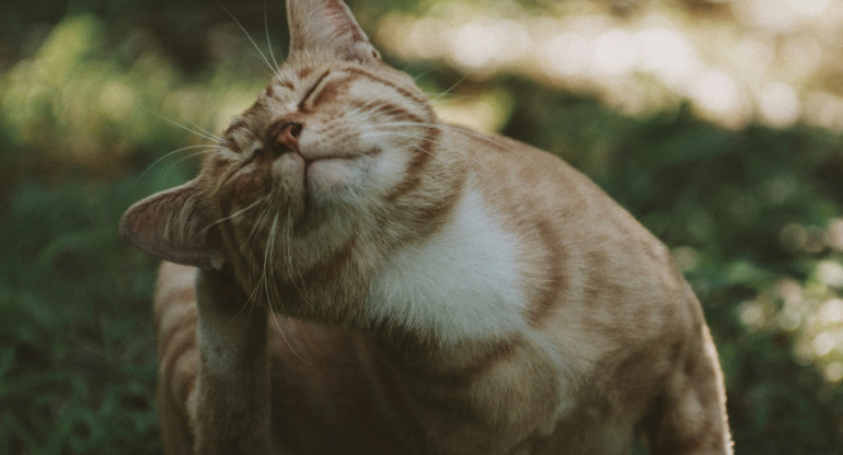 Gatos, mascotas. Foto: Unsplash