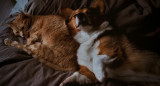 Perros y gatos. Foto: Unsplash