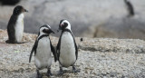 Pingüinos de Magallanes. Foto: Unsplash