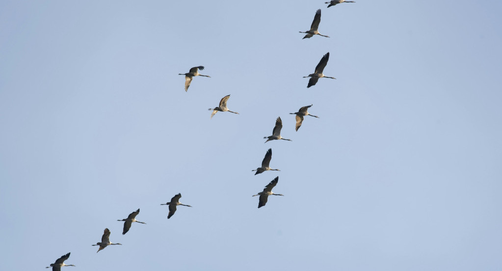 Aves migratorias. Foto: Unsplash