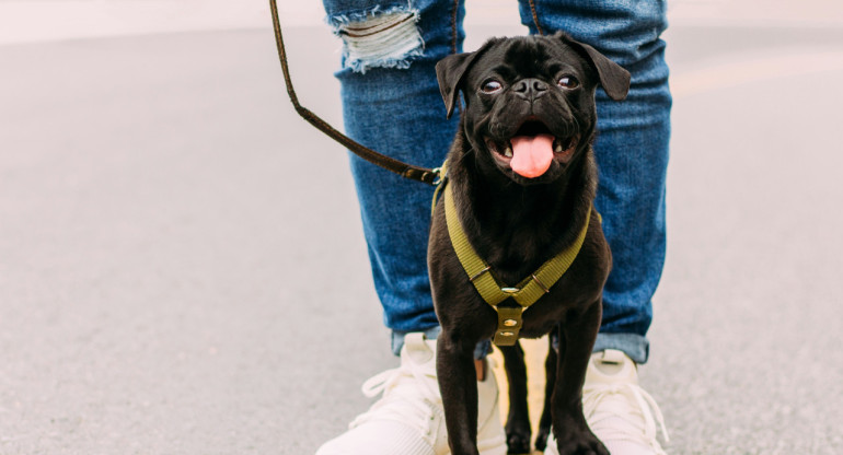 Pasear al perro. Foto: Unsplash