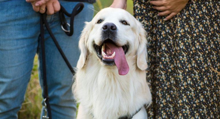 Los perros detectan los embarazos antes que nadie. Foto: Unsplash.