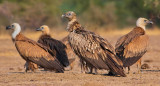 Buitres en India. Foto: EFE.