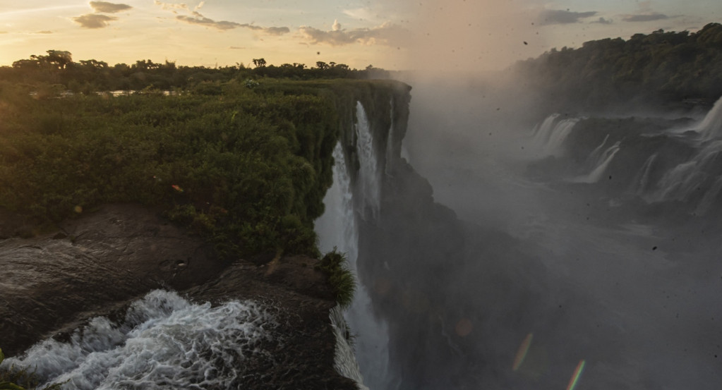 La planta herbácea Paspalum lilloi del Parque Iguazú. Fuente: Prensa Parques Nacionales.