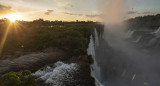 La planta herbácea Paspalum lilloi del Parque Iguazú. Fuente: Prensa Parques Nacionales.