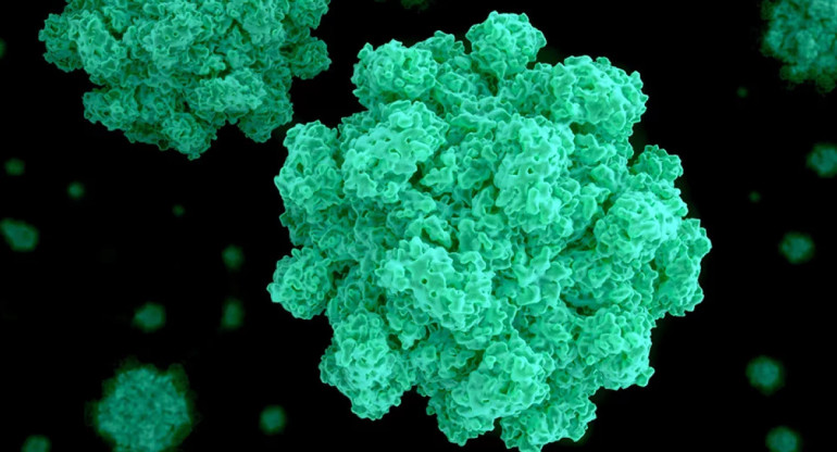 Norovirus. Foto: controllab.