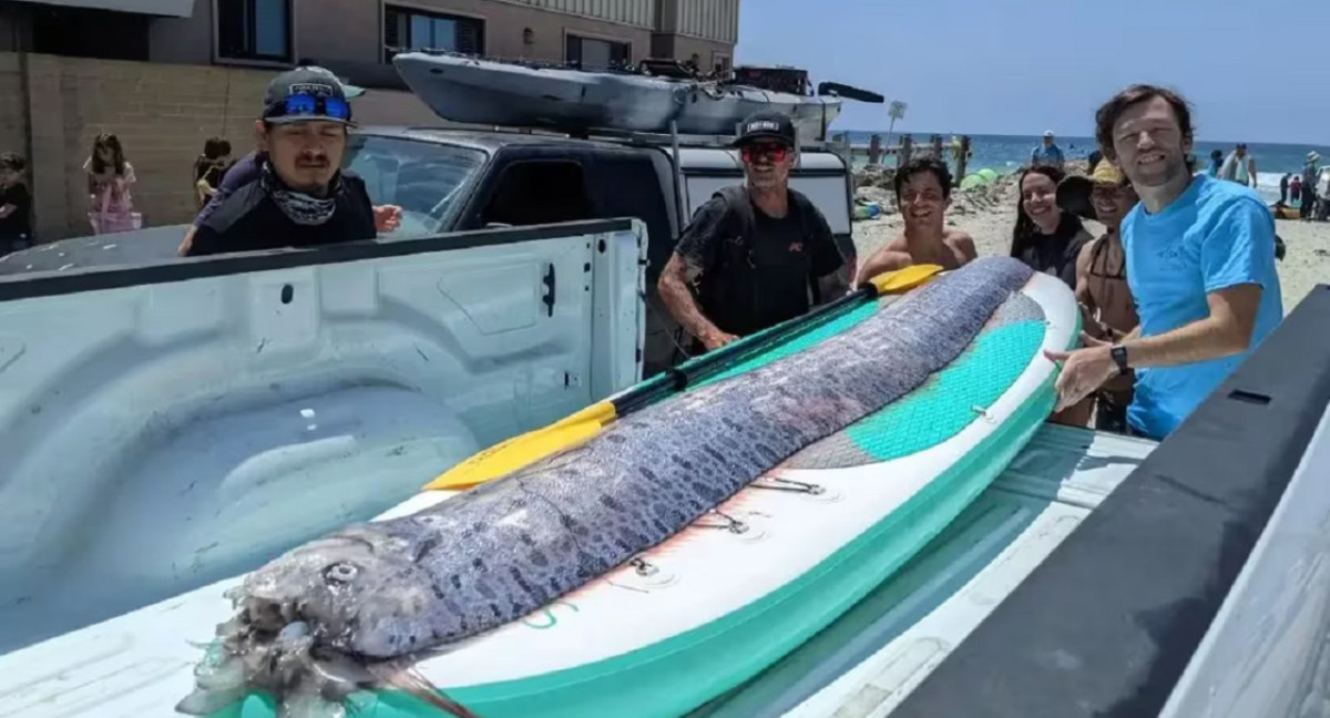 Encontraron un ejemplar del "pez del fin del mundo". Foto: Michael Wang