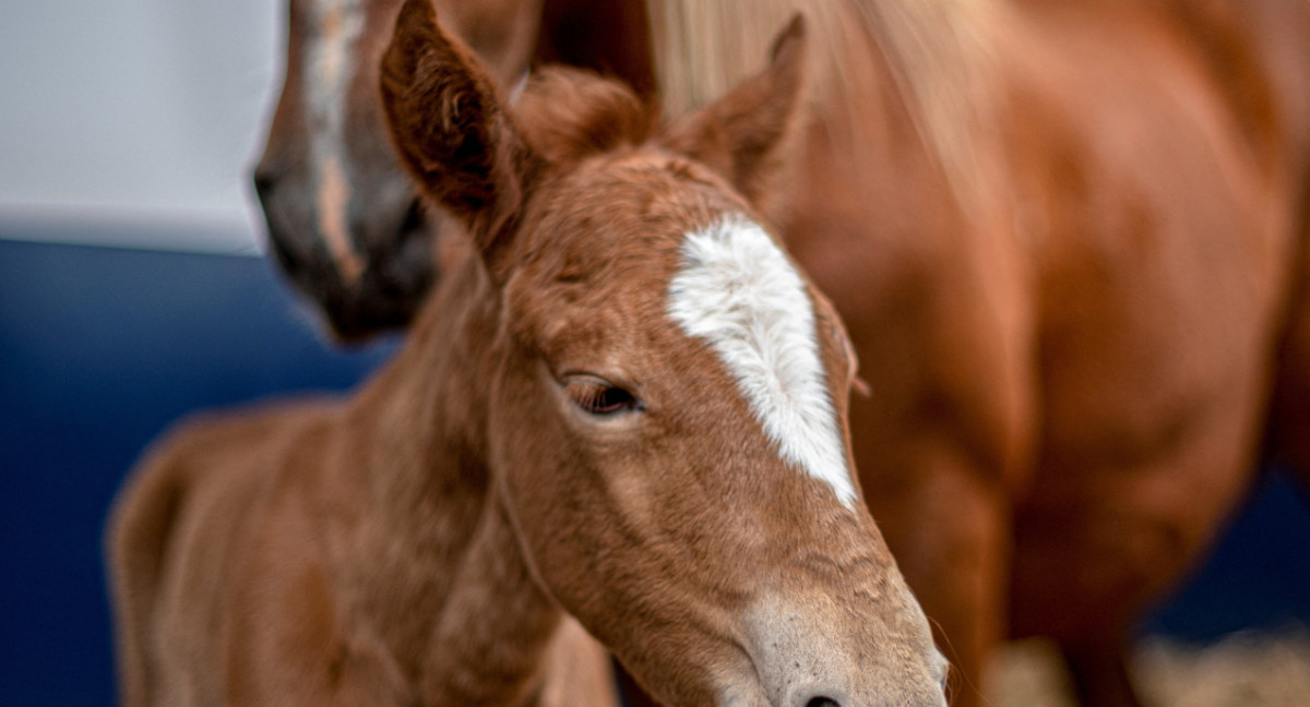 Historic scientific breakthrough in Peru: Birth of the first cloned horse | 26 Planet