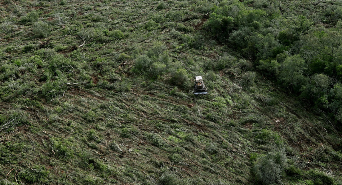 Deforestación en Chaco. Foto: Reuters