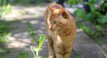 Gato. Foto: Unsplash