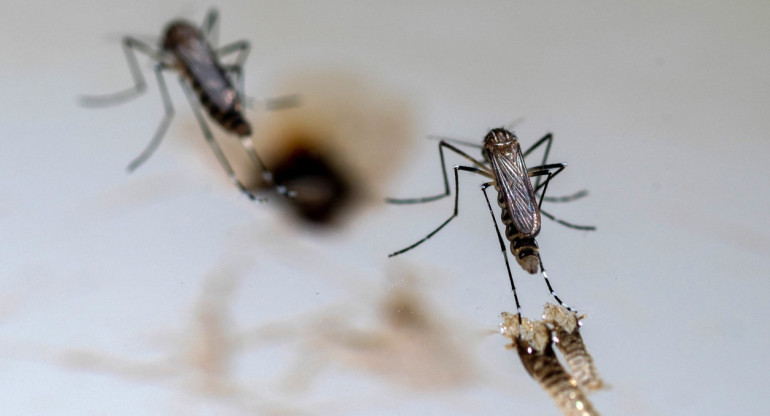 Dengue. Foto: Reuters.