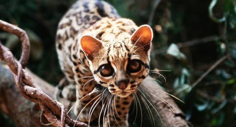 El margay. Foto: X