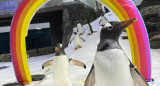 Sphen y Magic, la pareja de pingüinos homosexuales que incubó una cría. Foto: Reuters.