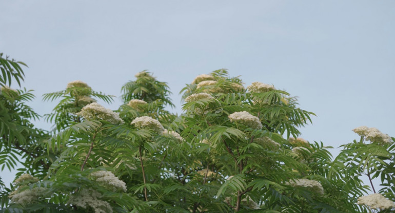 Flor de sauco. Foto: Unsplash.