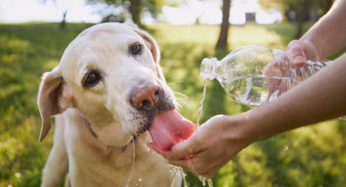 Mantener a los perros hidratados es importante para su salud. Fuente: Pexels