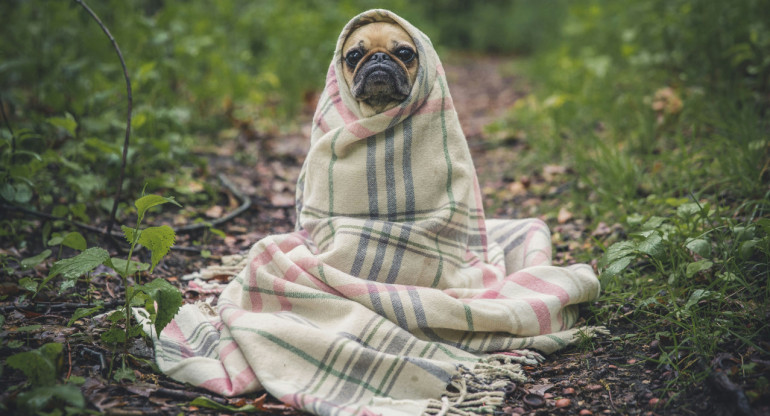 Fríos y lluvioso, las razas de perros que más sufren el frio