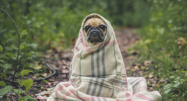 Fríos y lluvioso, las razas de perros que más sufren el frio