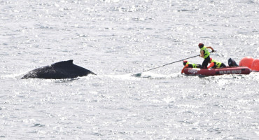 Liberan a una ballena que se quedó atrapada en redes de pesca en la bahía de Sídney. Foto: EFE.