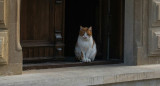 Gato; felino; mascota. Foto: Unsplash.