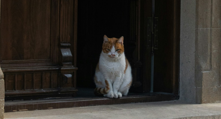 Gato; felino; mascota. Foto: Unsplash.