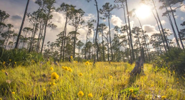 Polémica en Florida por plan del gobernador de construir campos golf en parques estatales. Foto: EFE.