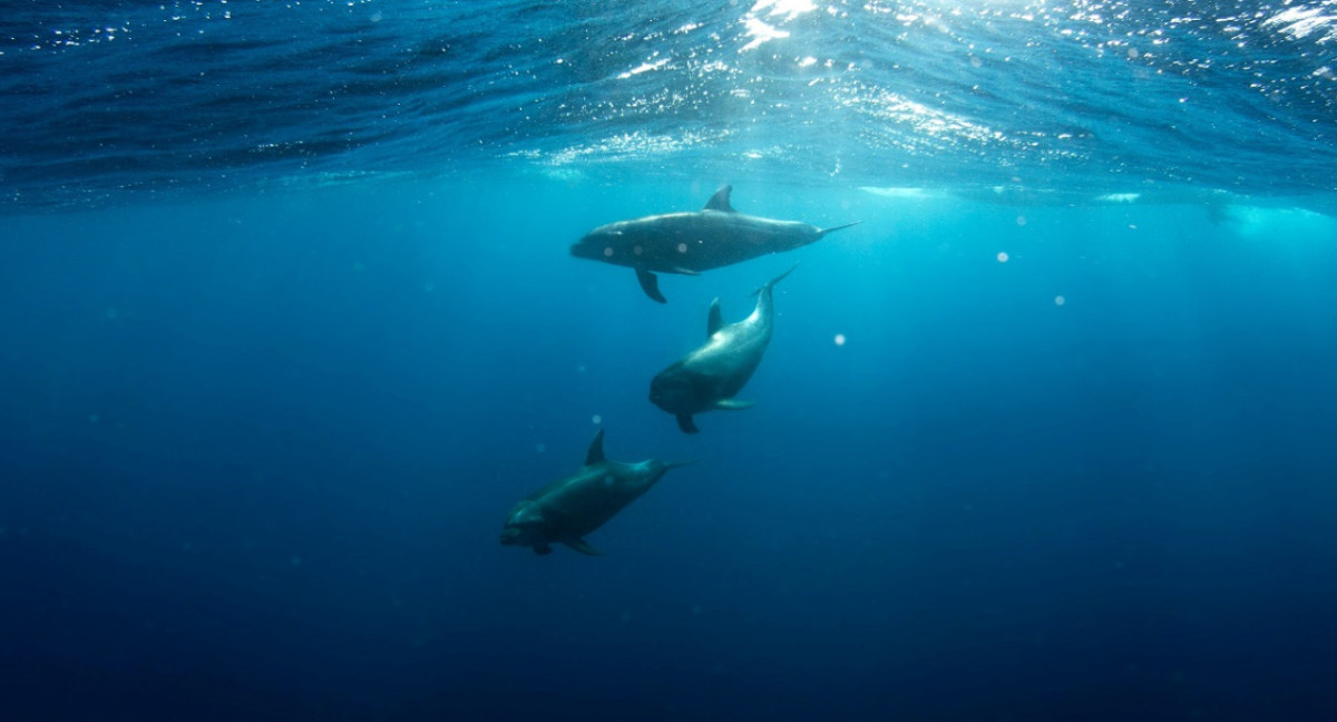 Delfines. Foto: Unsplash.