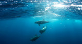 Delfines. Foto: Unsplash.