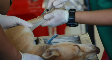 Veterinarios, mascotas. Foto: Pexels.