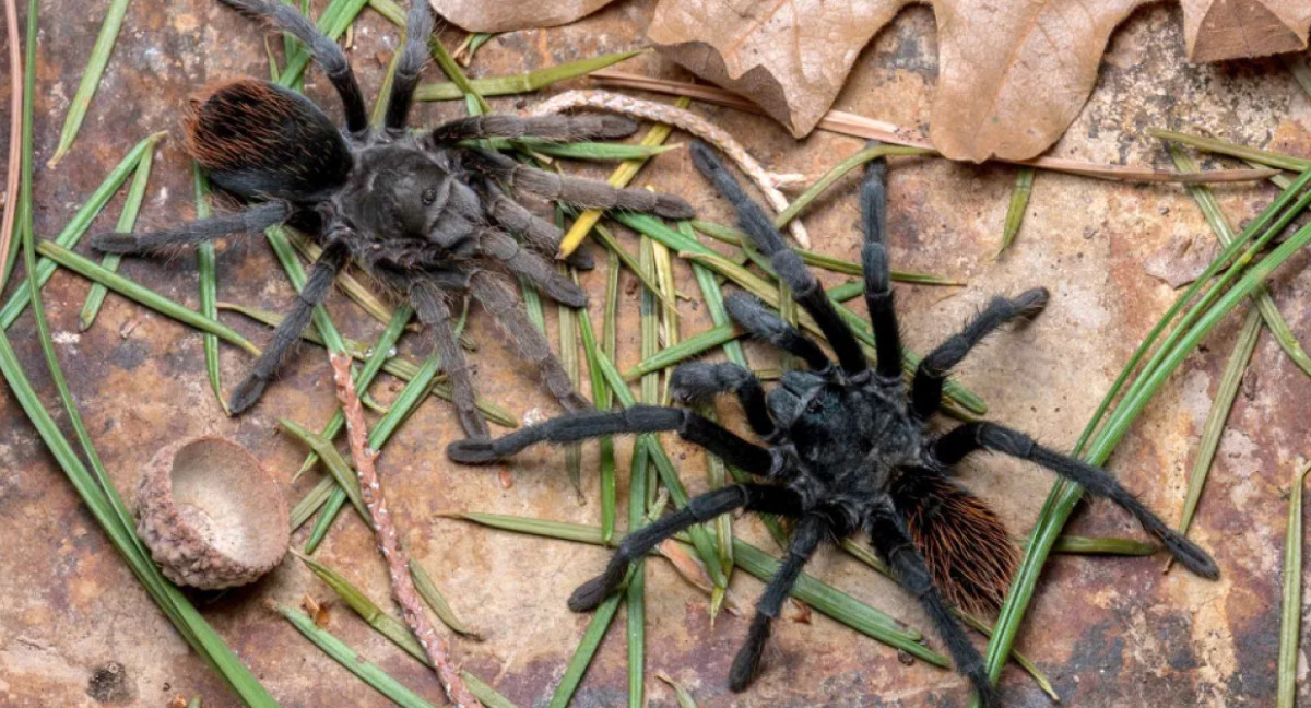 Aphonopelma jacobii, nueva especie de tarántula descubierta. Foto: Revista Zookeys.