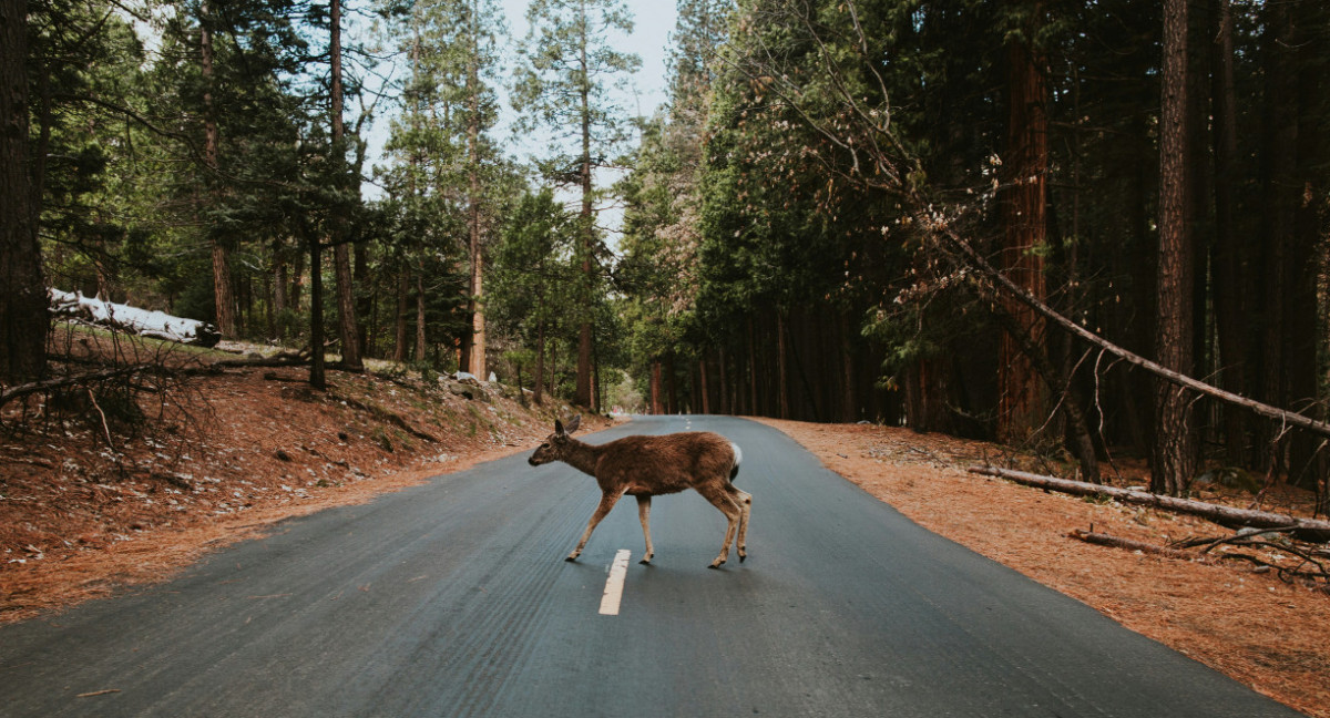 Animales, carreteras, naturaleza. Foto: Unsplash