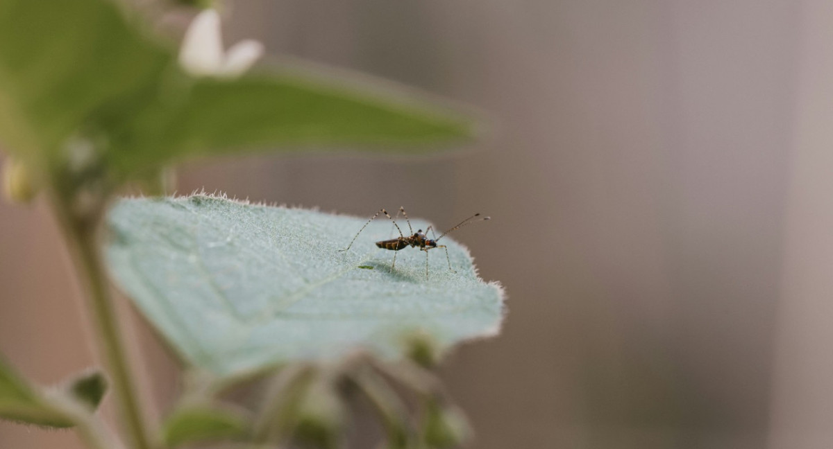 Dengue; mosquito; aedes aegypti. Foto: Unsplash.