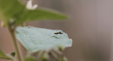 Dengue; mosquito; aedes aegypti. Foto: Unsplash.