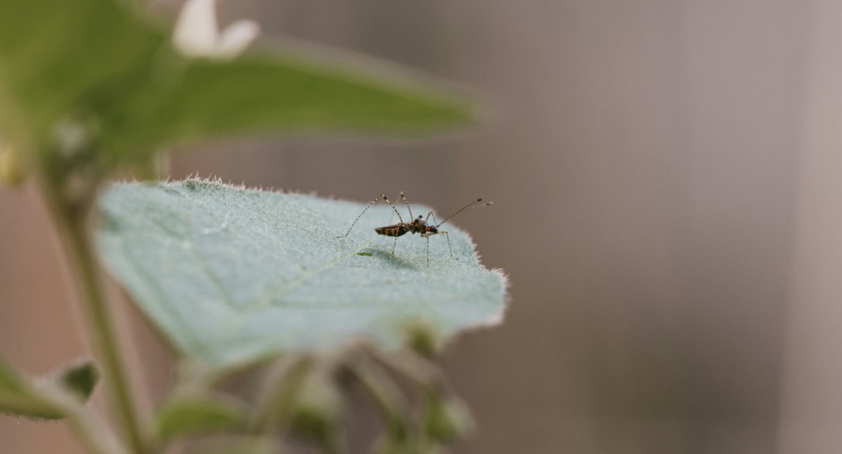 Dengue; mosquito; aedes aegypti. Foto: Unsplash.