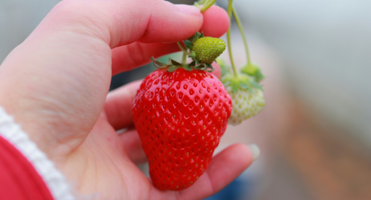 Frutilla. Foto: Unsplash