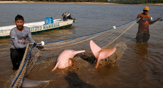 Extraen delfín raro de lago Amazonas para estudiar efectos del cambio climático. Foto: Reuters.